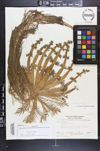 Hottonia inflata image