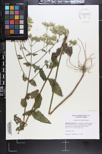 Eupatorium album image