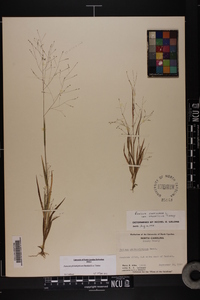 Panicum philadelphicum image