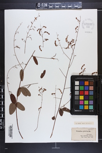 Desmodium glabellum image