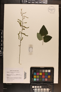 Desmodium nuttallii image