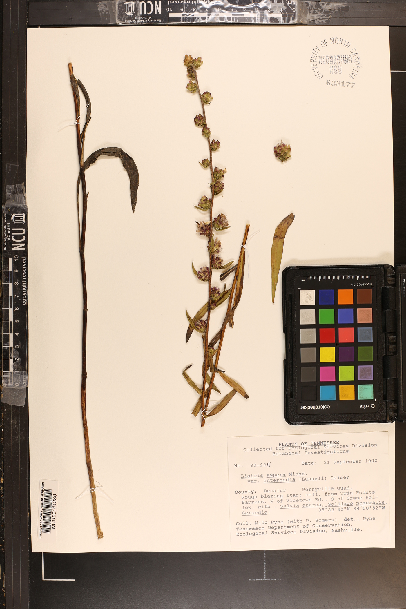 Liatris aspera var. intermedia image