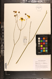 Coreopsis falcata image