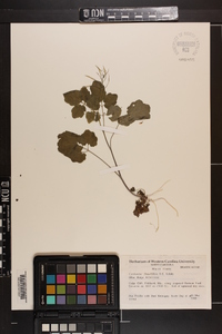 Cardamine flagellifera image