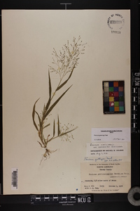 Panicum gattingeri image