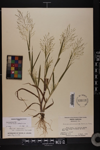 Panicum gattingeri image