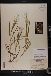 Panicum gattingeri image