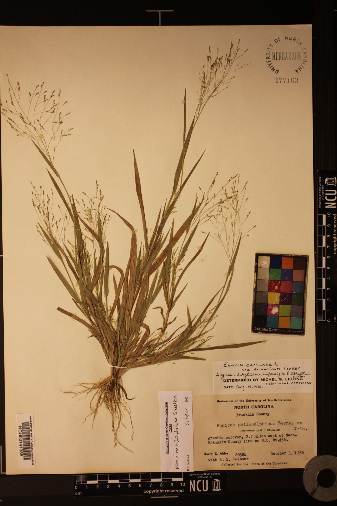 Panicum lithophilum image