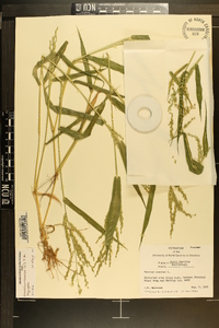 Urochloa ramosa image