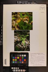 Cypripedium parviflorum var. pubescens image