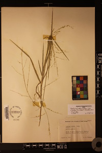 Panicum hallii image