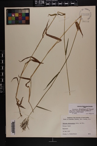 Dichanthelium dichotomum var. ramulosum image