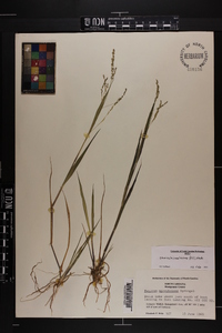 Steinchisma hians image