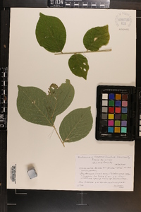 Cladrastis kentukea image