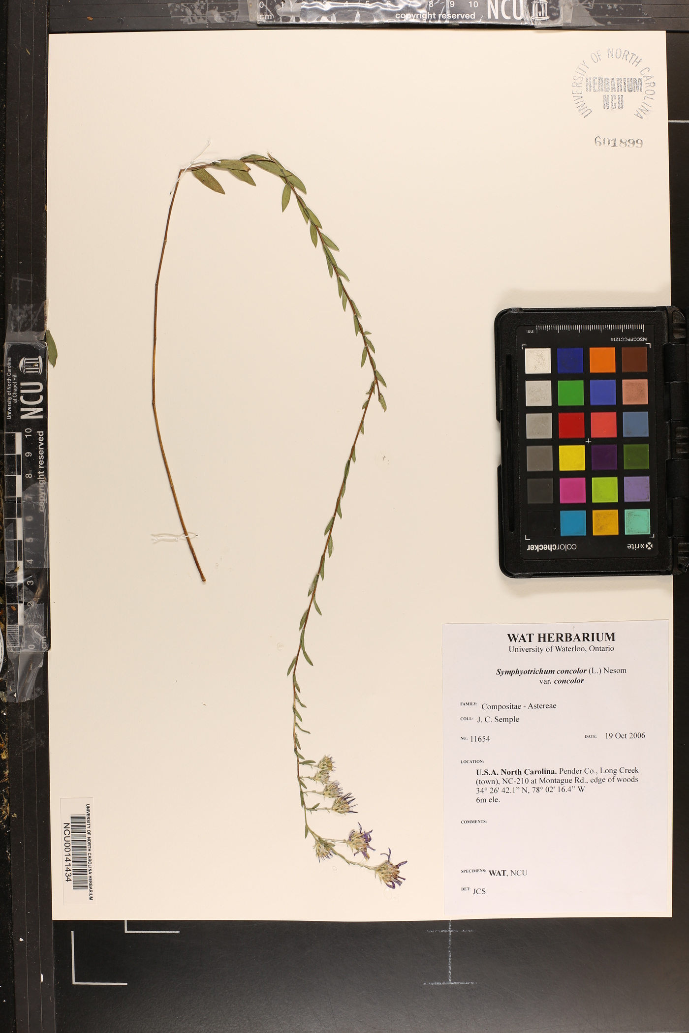 Symphyotrichum concolor var. concolor image
