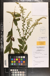 Solidago rugosa var. aspera image