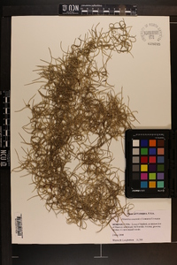 Tillandsia usneoides image