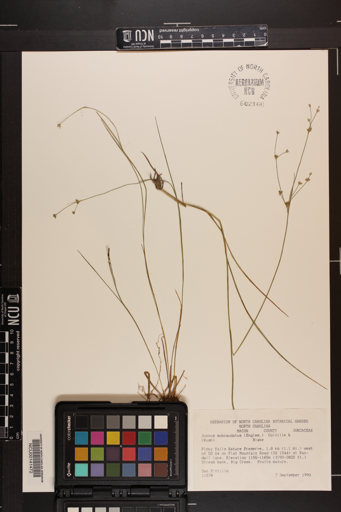 Juncus subcaudatus image