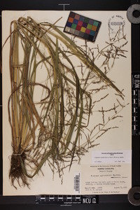 Coleataenia rigidula subsp. rigidula image