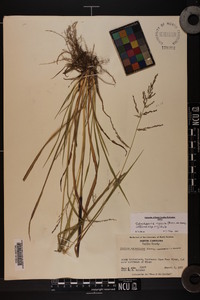 Coleataenia rigidula subsp. rigidula image