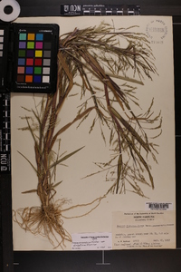 Panicum dichotomiflorum var. dichotomiflorum image