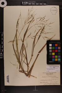 Panicum dichotomiflorum var. dichotomiflorum image