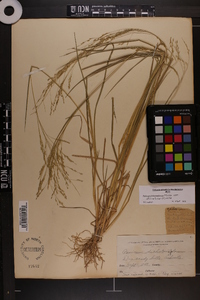 Panicum dichotomiflorum var. dichotomiflorum image