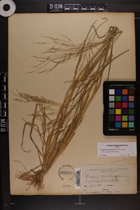 Panicum dichotomiflorum var. dichotomiflorum image