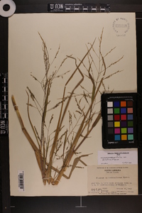 Panicum dichotomiflorum var. dichotomiflorum image