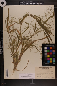 Panicum dichotomiflorum var. dichotomiflorum image