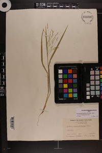 Panicum dichotomiflorum var. dichotomiflorum image