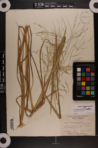 Panicum dichotomiflorum var. dichotomiflorum image