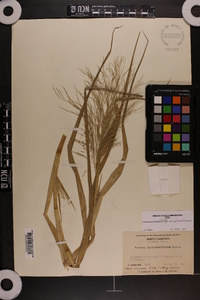 Panicum dichotomiflorum var. dichotomiflorum image