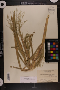 Panicum dichotomiflorum var. dichotomiflorum image