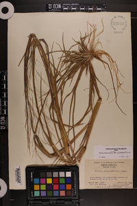 Panicum dichotomiflorum var. dichotomiflorum image