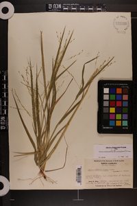 Panicum dichotomiflorum var. dichotomiflorum image