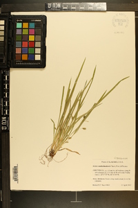 Carex cumberlandensis image