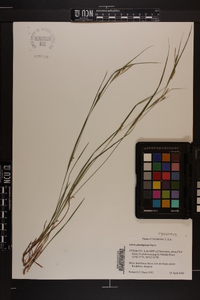 Carex planispicata image