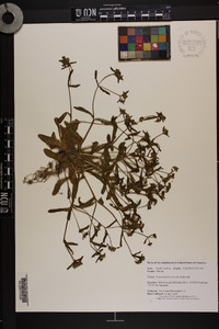 Valerianella locusta image