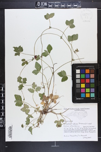 Potentilla indica image