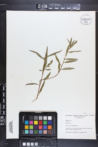 Ludwigia sphaerocarpa image