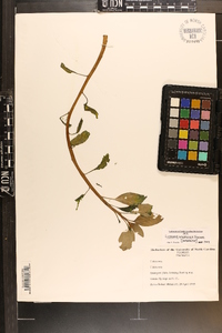 Ludwigia hexapetala image