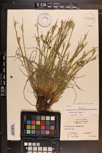 Sisyrinchium albidum image