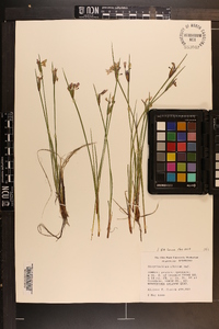 Sisyrinchium albidum image