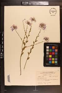 Warea sessilifolia image