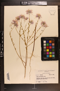 Warea sessilifolia image