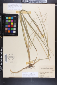 Panicum rhizomatum image