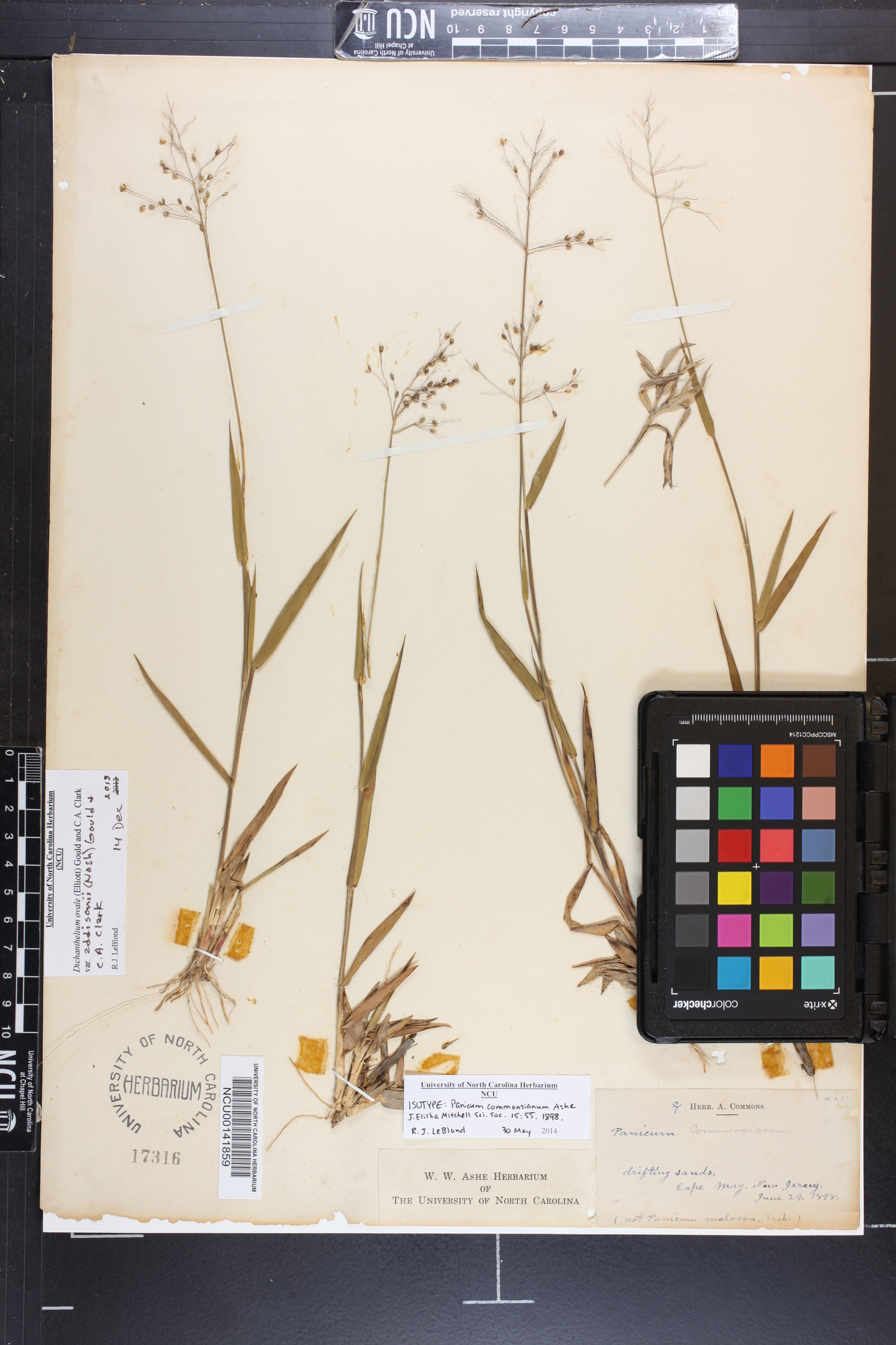Panicum commonsianum image