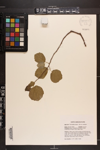 Fothergilla major image