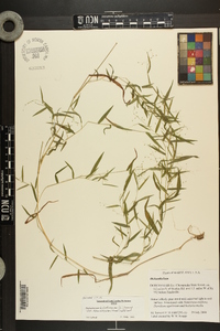 Dichanthelium dichotomum var. ramulosum image